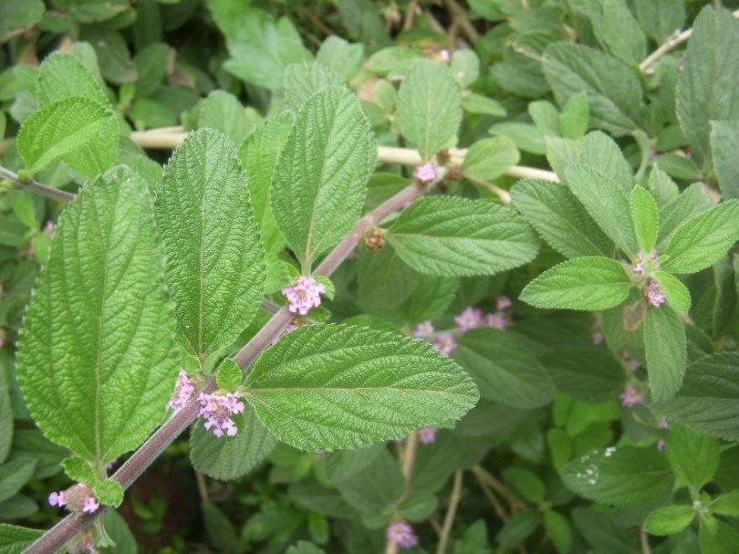 Hierba Negra, Lippia alba, fűszernövény, fűszer